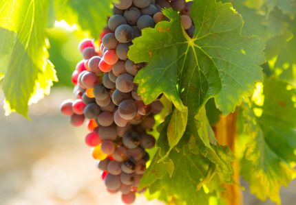 Vignobles
